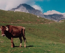 Picos cow